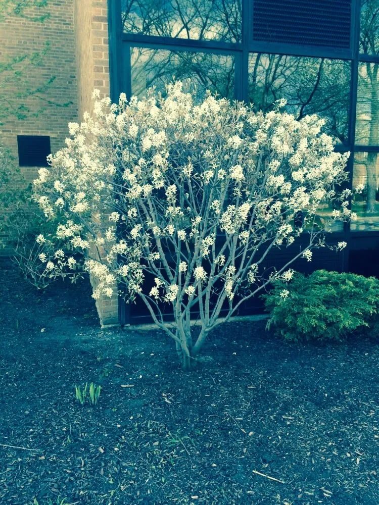 Local residential landscaping with custom design in Cicero, IL by ELOY Landscapes