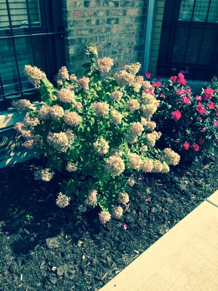 Reliable lawn care service near you in Cicero, IL by ELOY Landscapes