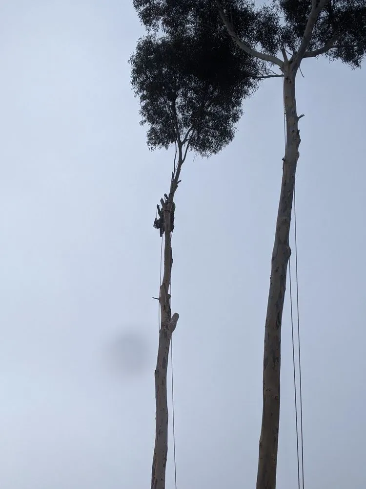 Trusted landscape design near you across Carlsbad, CA - Eloy’s Tree Care Service