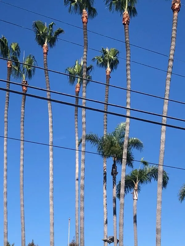 Top-rated outdoor landscaping for year-round maintenance across Carlsbad, CA - Eloy’s Tree Care Service