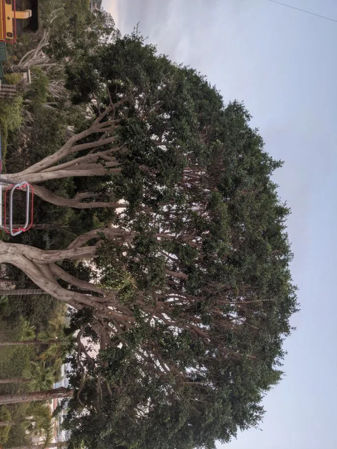 Trusted residential landscaping in Carlsbad, CA - Eloy’s Tree Care Service