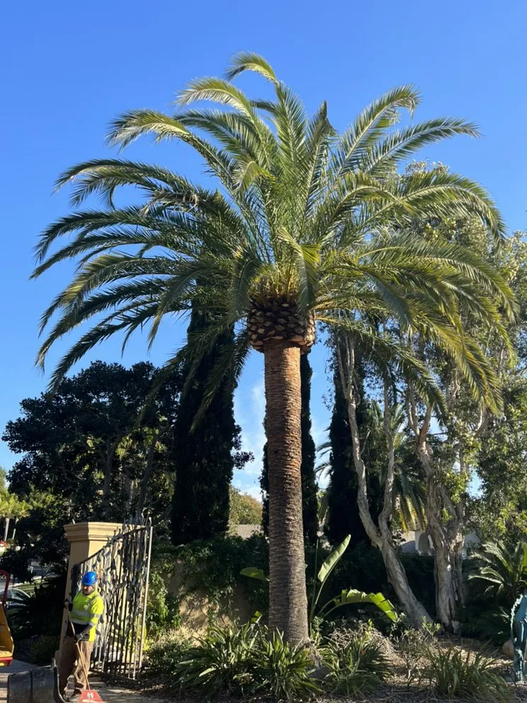 Affordable yard maintenance in Carlsbad, CA by Eloy’s Tree Care Service