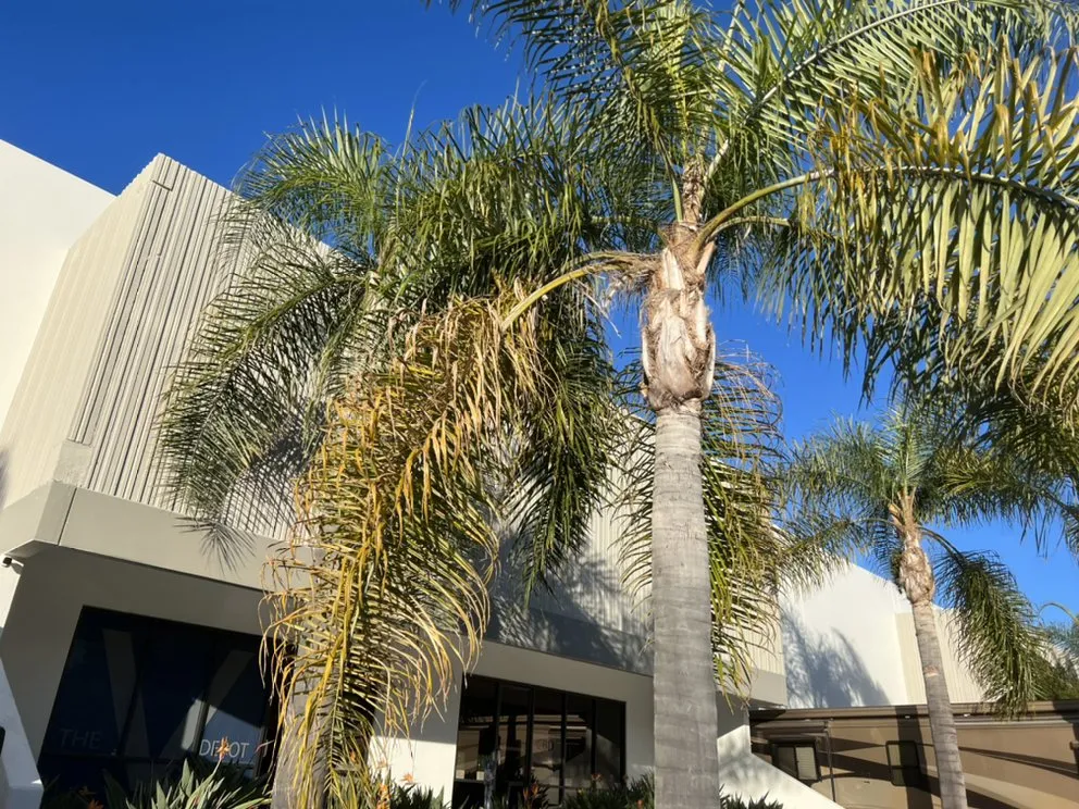 Local landscaping services with custom design across Carlsbad, CA - Eloy’s Tree Care Service