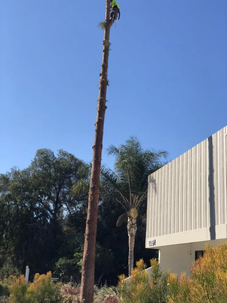 Trusted landscaping services in Carlsbad, CA by Eloy’s Tree Care Service