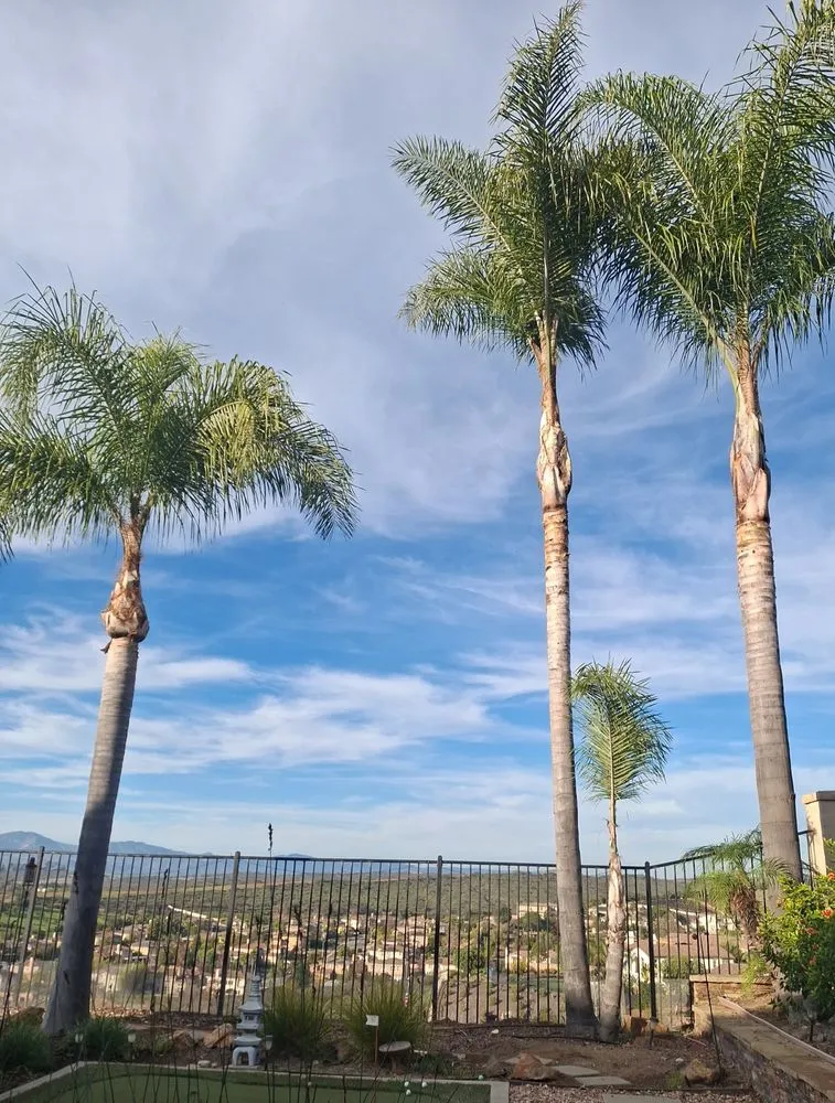 Expert lawn mowing service in Carlsbad, CA - Eloy’s Tree Care Service