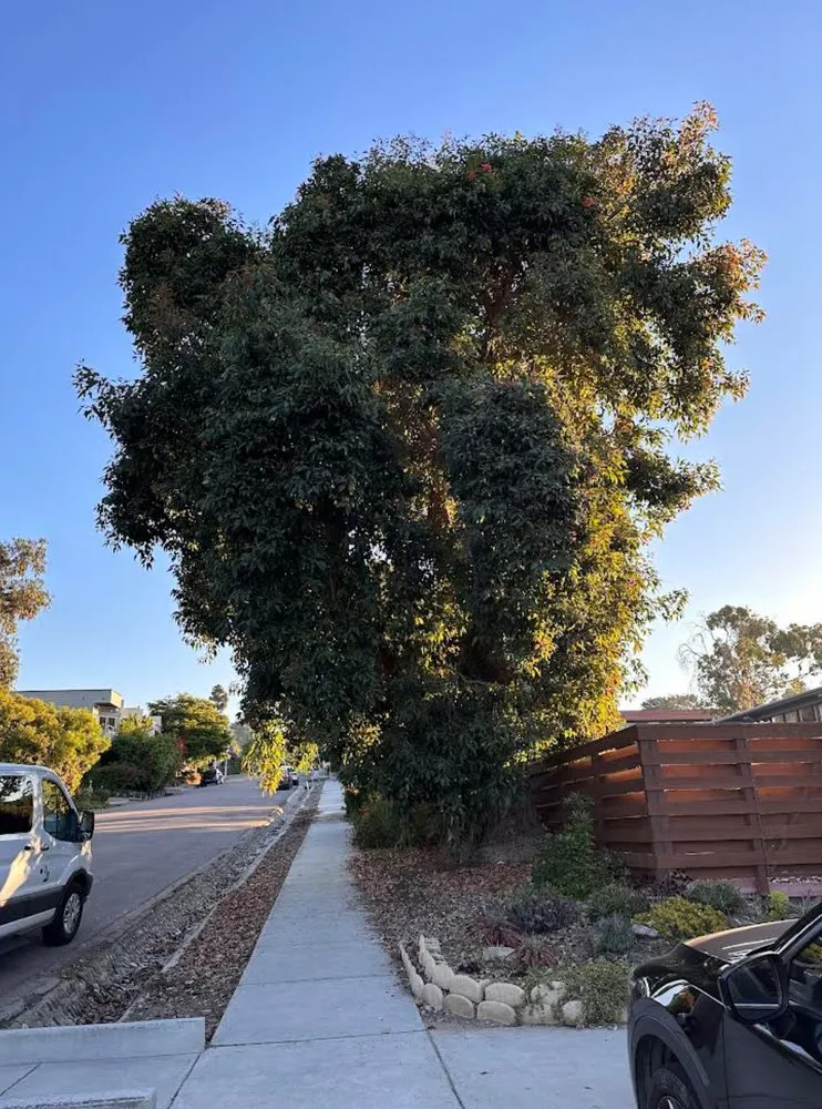 Affordable lawn care service experts serving Carlsbad, CA - Eloy’s Tree Care Service