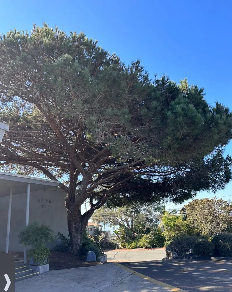 Affordable lawn mowing service in Carlsbad, CA by Eloy’s Tree Care Service