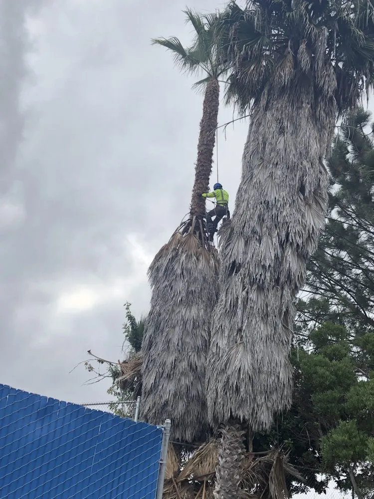 Top-rated lawn mowing service for year-round maintenance in Carlsbad, CA by Eloy’s Tree Care Service