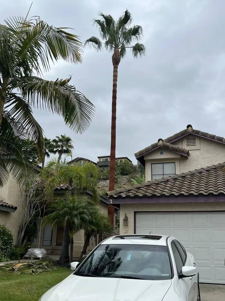 Reliable yard cleanup service experts serving Carlsbad, CA - Eloy’s Tree Care Service