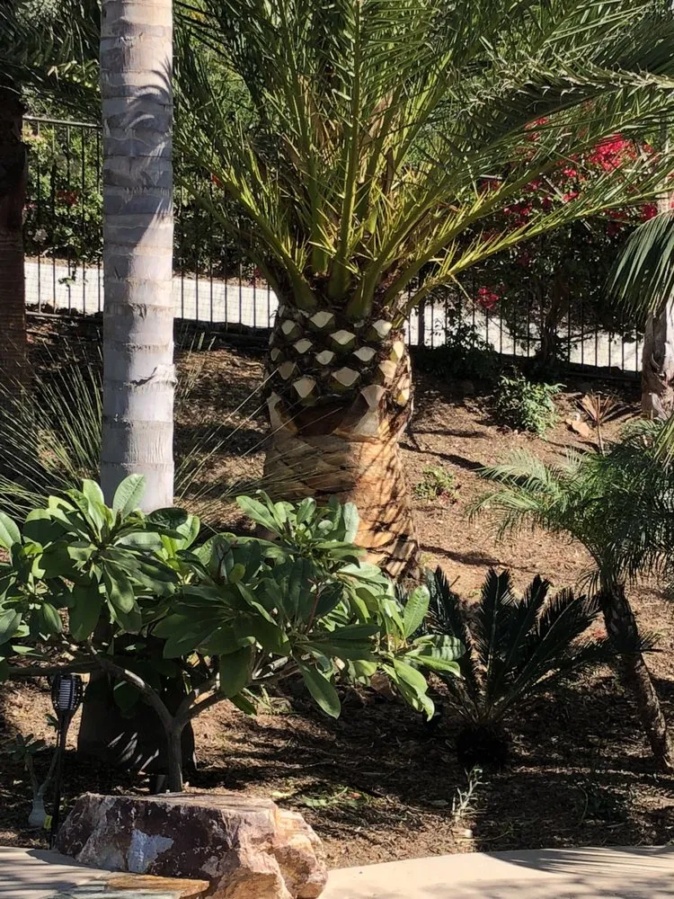 Custom yard cleanup service near you across Carlsbad, CA - Eloy’s Tree Care Service