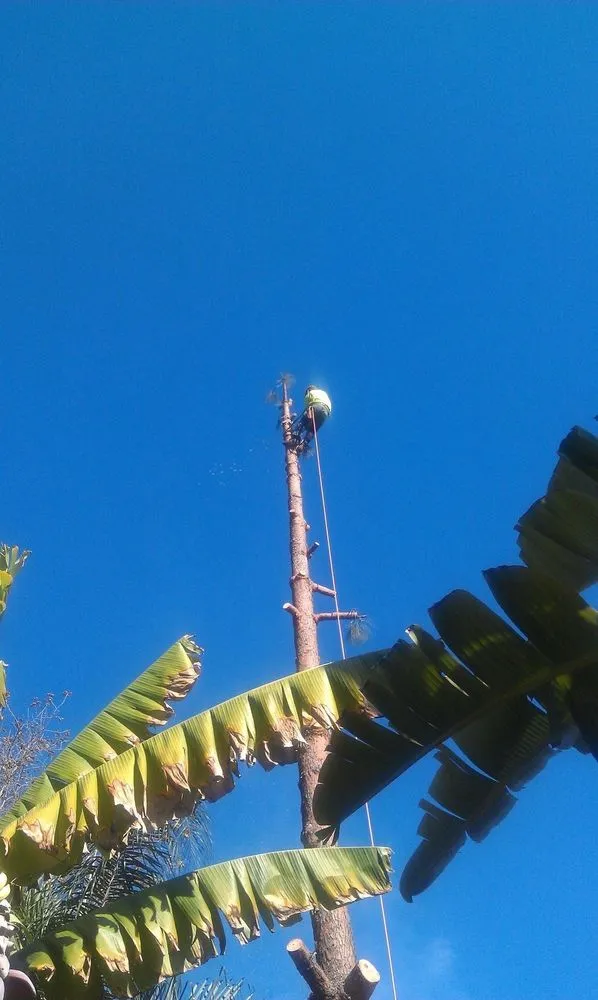 Professional yard maintenance for year-round maintenance across Carlsbad, CA - Eloy’s Tree Care Service