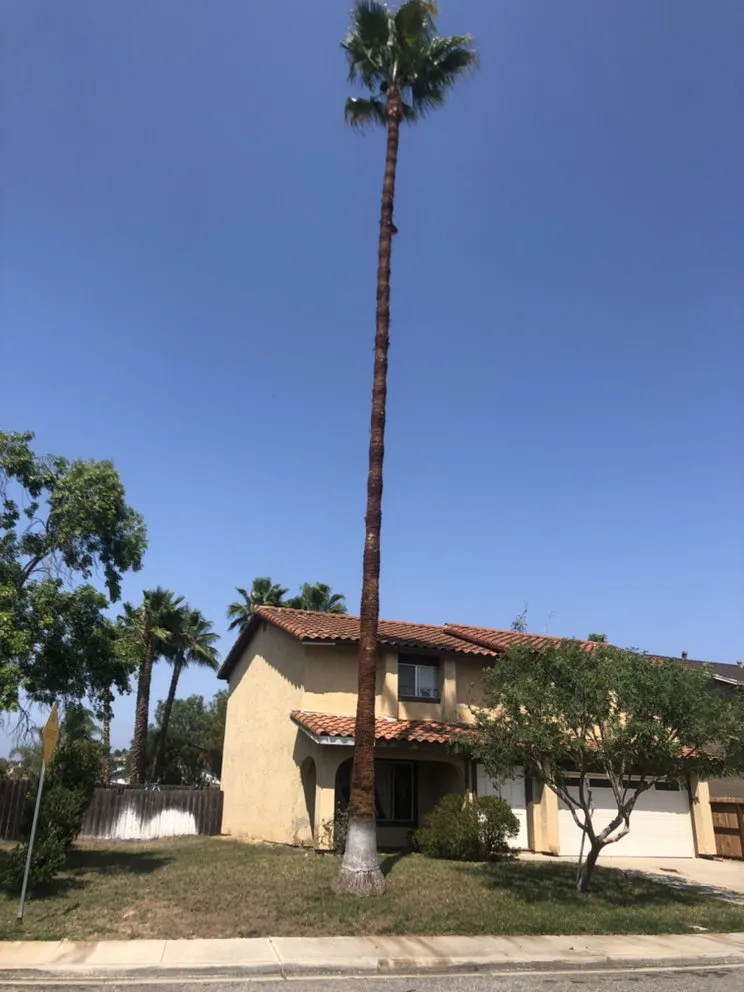 Expert landscape design with custom design across Carlsbad, CA - Eloy’s Tree Care Service