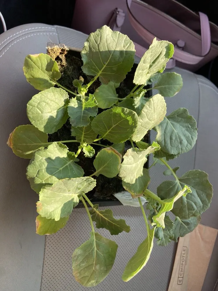 Local residential landscaping in Dallas, GA - Elrod Garden Center