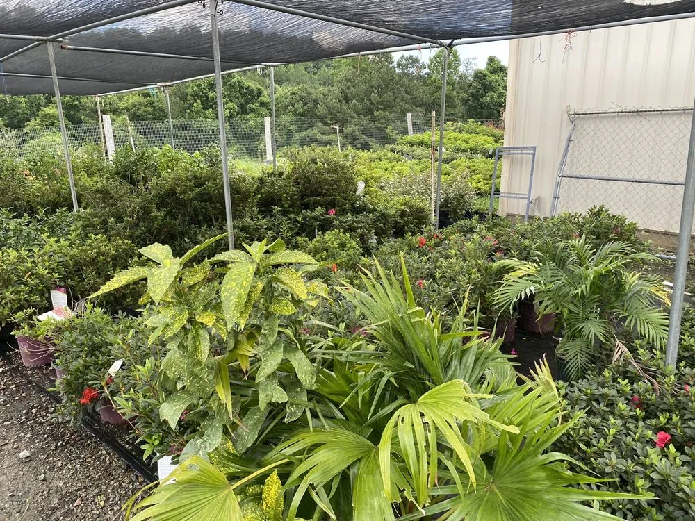 Expert yard cleanup service for homes across Dallas, GA - Elrod Garden Center