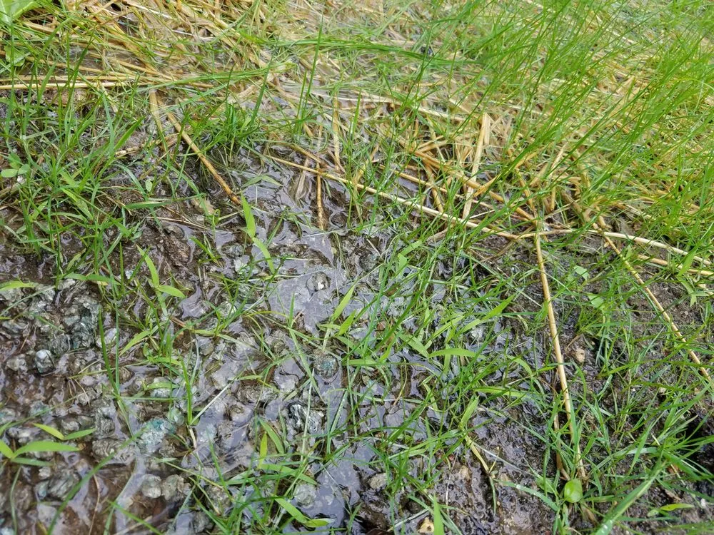 Expert lawn mowing service for homes across Cedarburg, WI - Els Landscaping