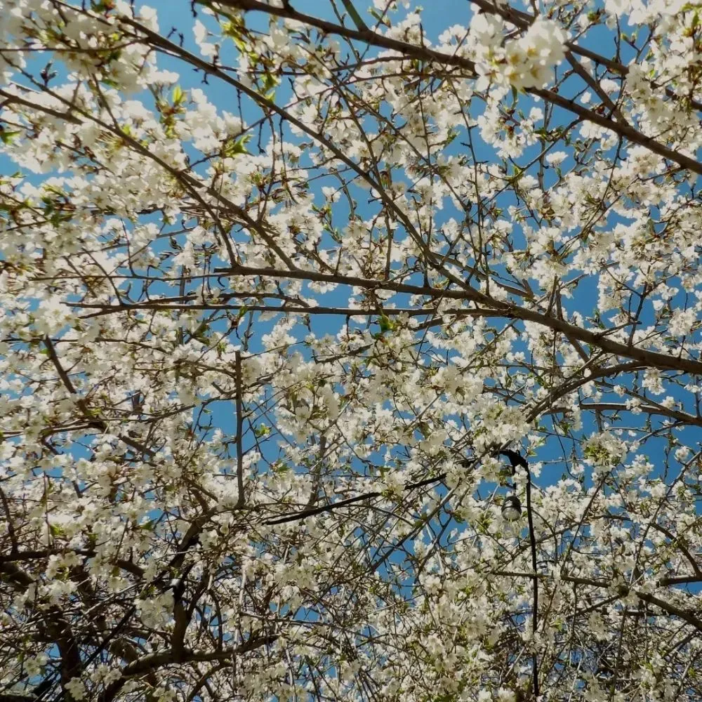 Custom landscape design for outdoor upgrades in Mishawaka, IN by EL's Lawn Care