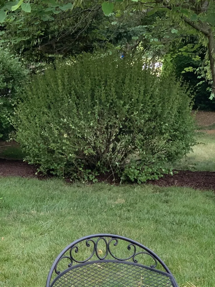 Reliable yard cleanup service experts serving Winchester, VA - Elvira Landscaping