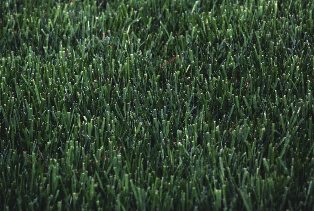 Trusted lawn care service experts serving Delmar, MD - Elzey Services