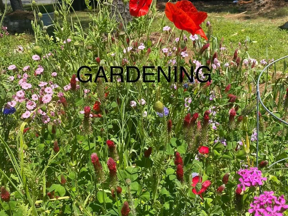 Trusted yard maintenance for homes across Kill Devil Hills, NC - EM & J Projects