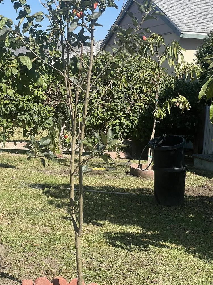 Affordable landscaping services experts serving Cerritos, CA - EM Landscaping