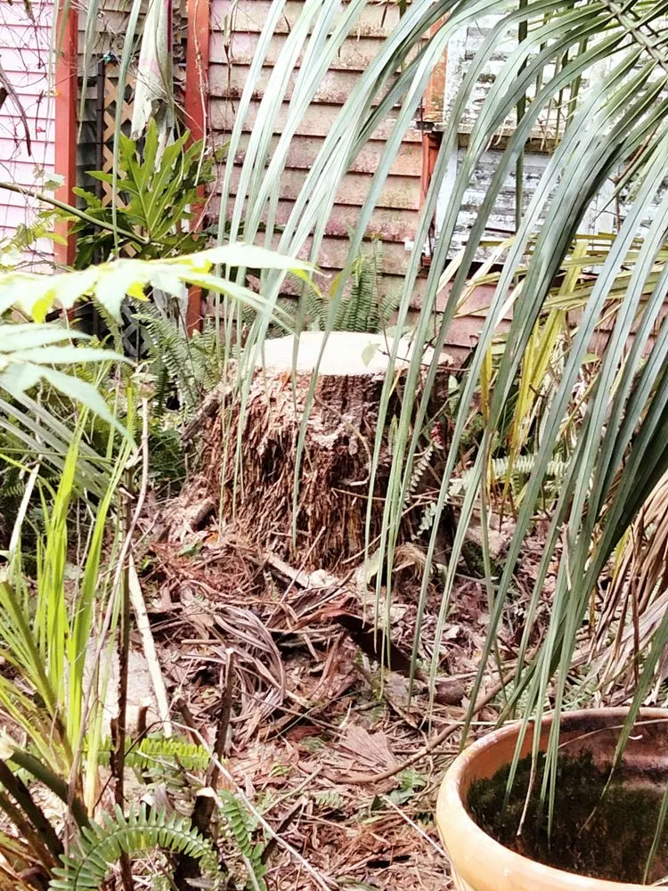 Custom yard cleanup service in DeLand, FL - E&M Lawn & Tree Service