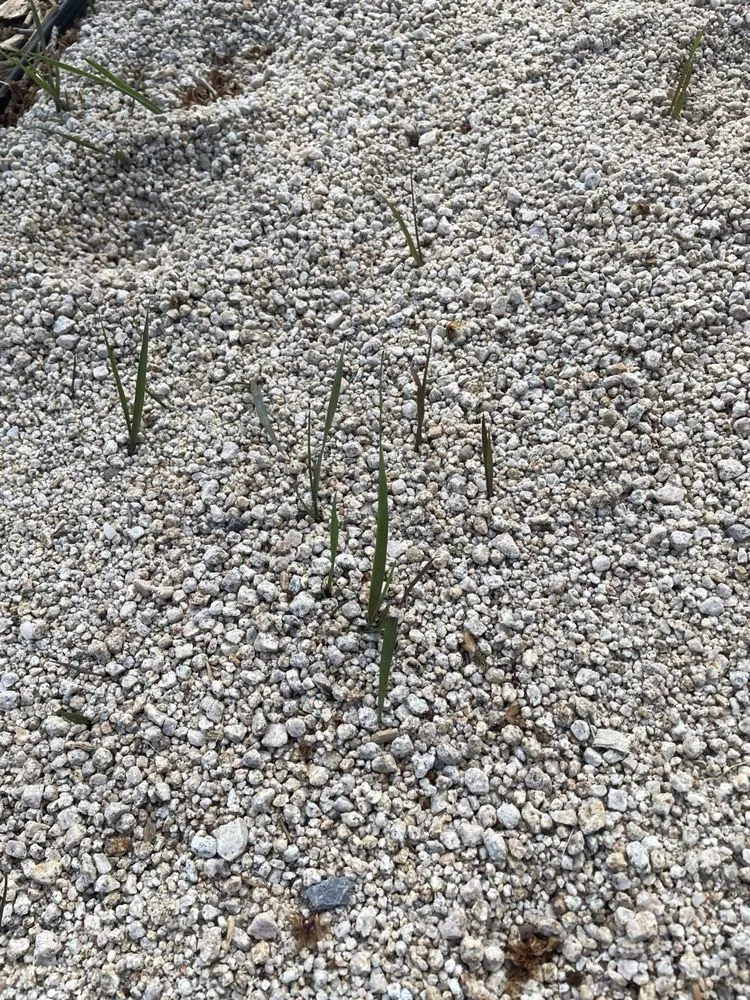 Local lawn mowing service experts serving Spanish Springs, NV - Em Lawns