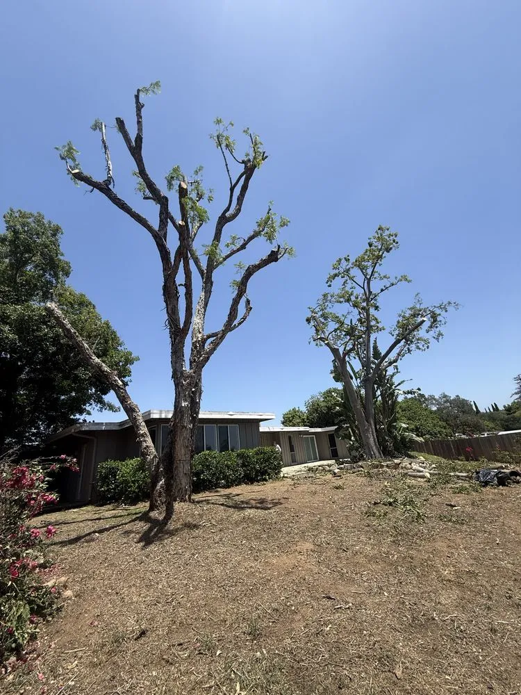 Top-rated residential landscaping in Vista, CA by E&M Tree Service and Landscape