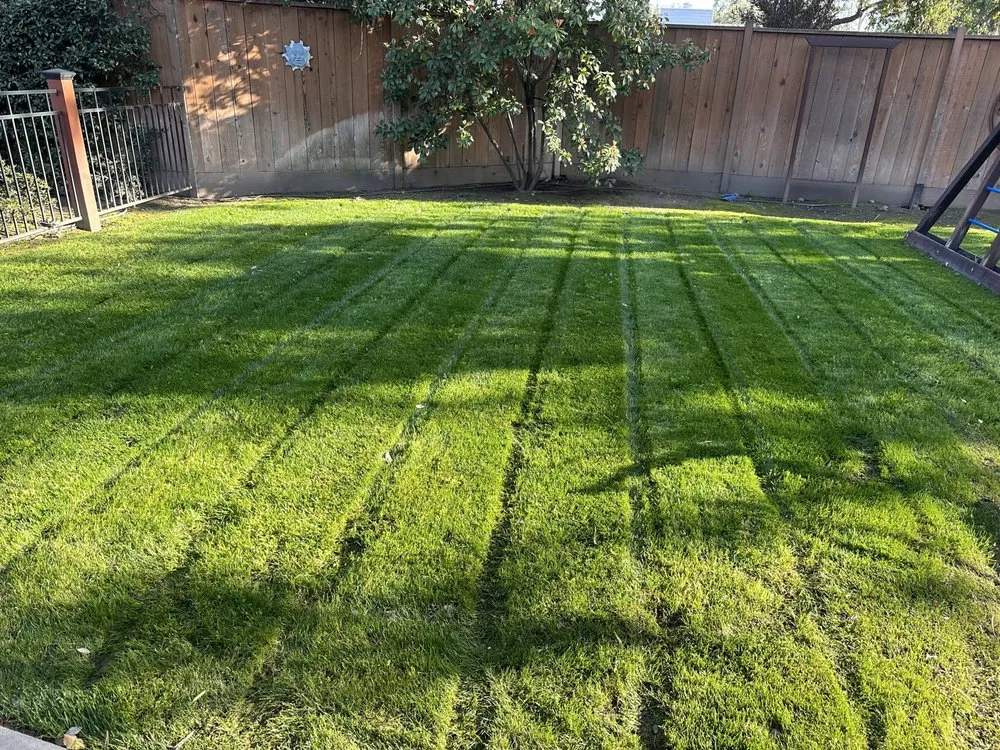 Top-rated yard cleanup service experts serving Fresno, CA - EMaintenance and Landscape