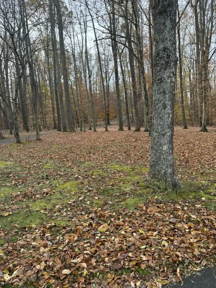 Expert landscaping services experts serving Marlow Heights, MD - Emanuel Landscaping