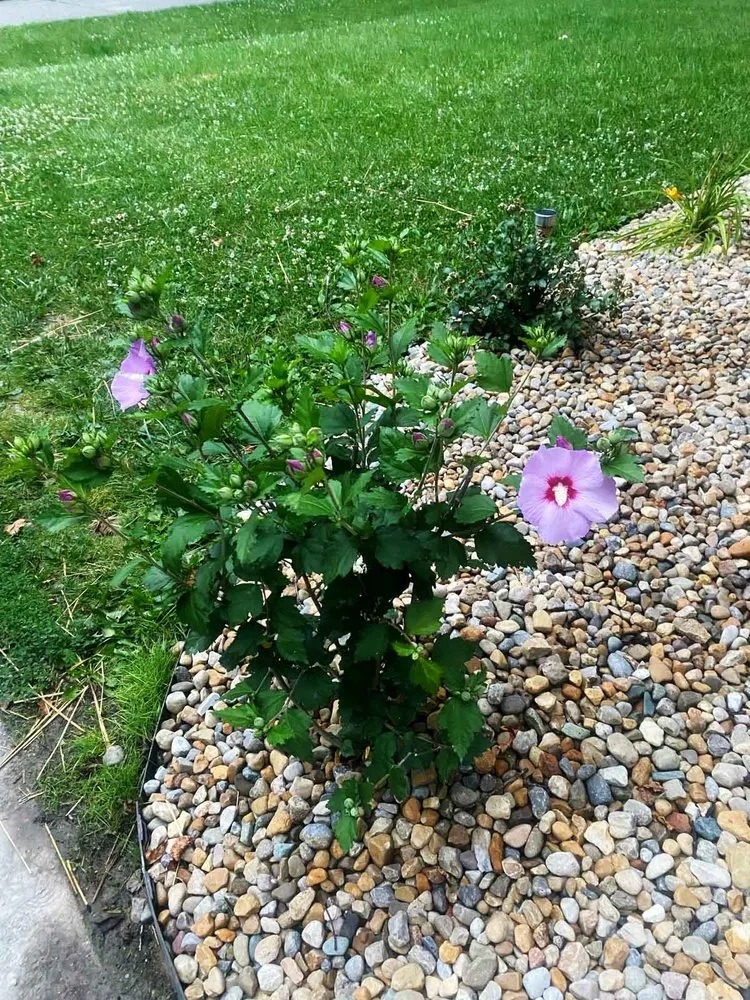 Professional lawn care service experts serving Anderson, IN - Emanuel Mowing & Landscaping