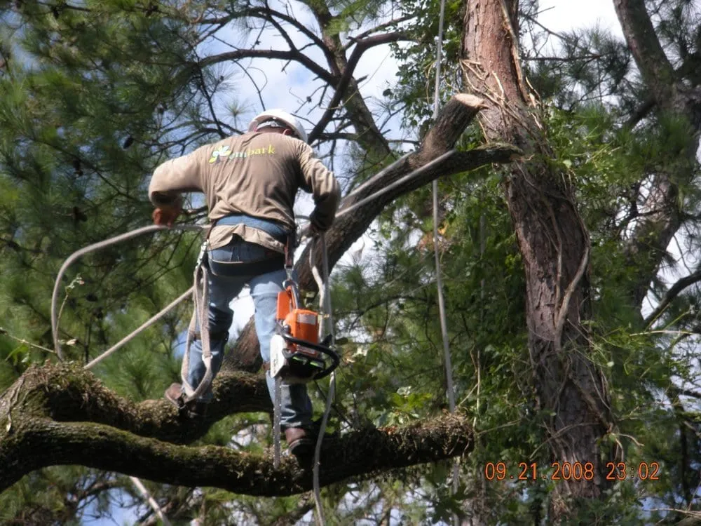 Custom lawn care service experts serving Houston, TX - Embark Tree and Landscape Services, L.P.
