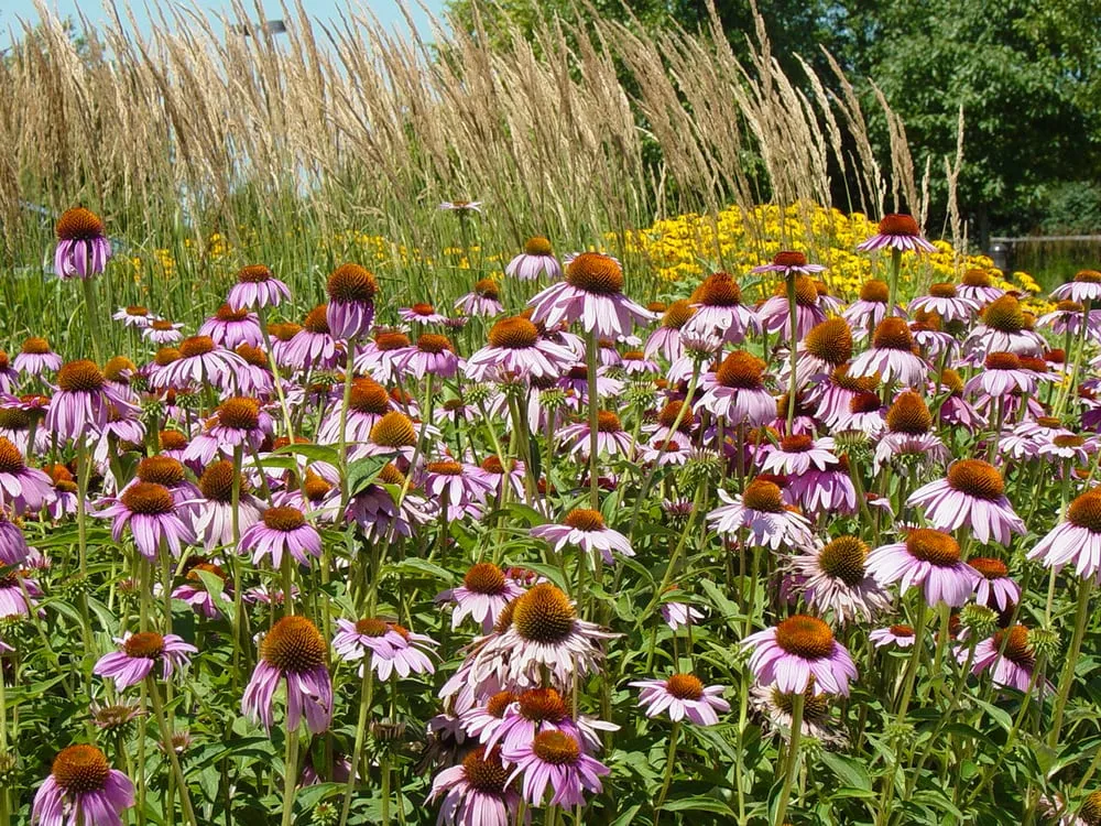 Top-rated yard cleanup service experts serving Riverside, MO - Embassy Landscape Group