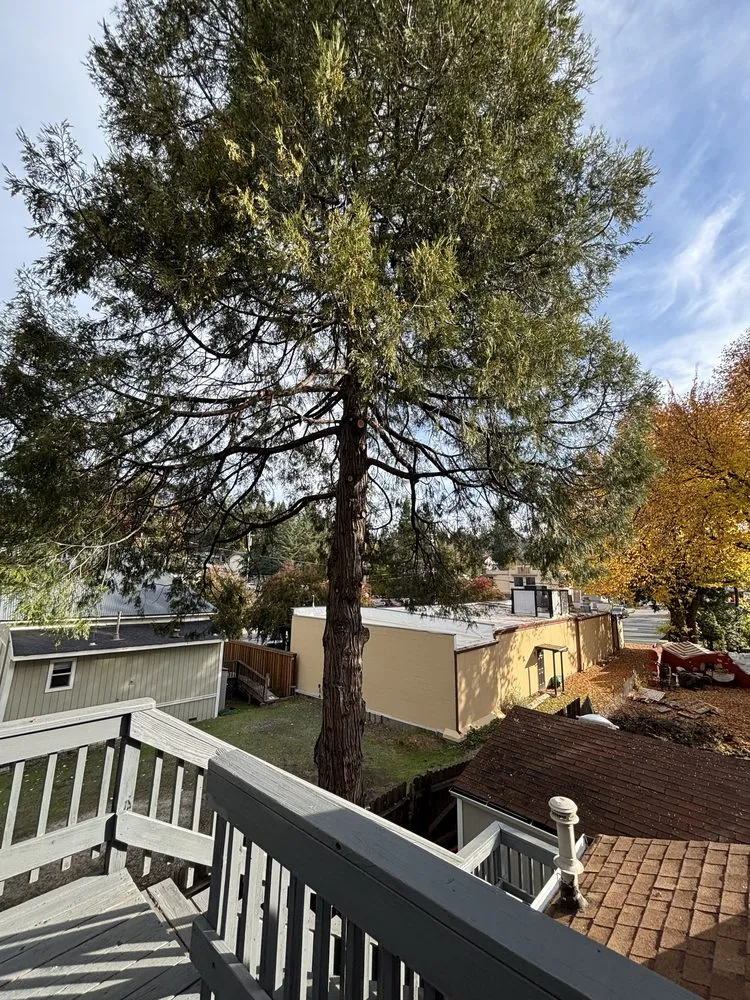 Reliable lawn mowing service in Grass Valley, CA by Emberseed Forestry