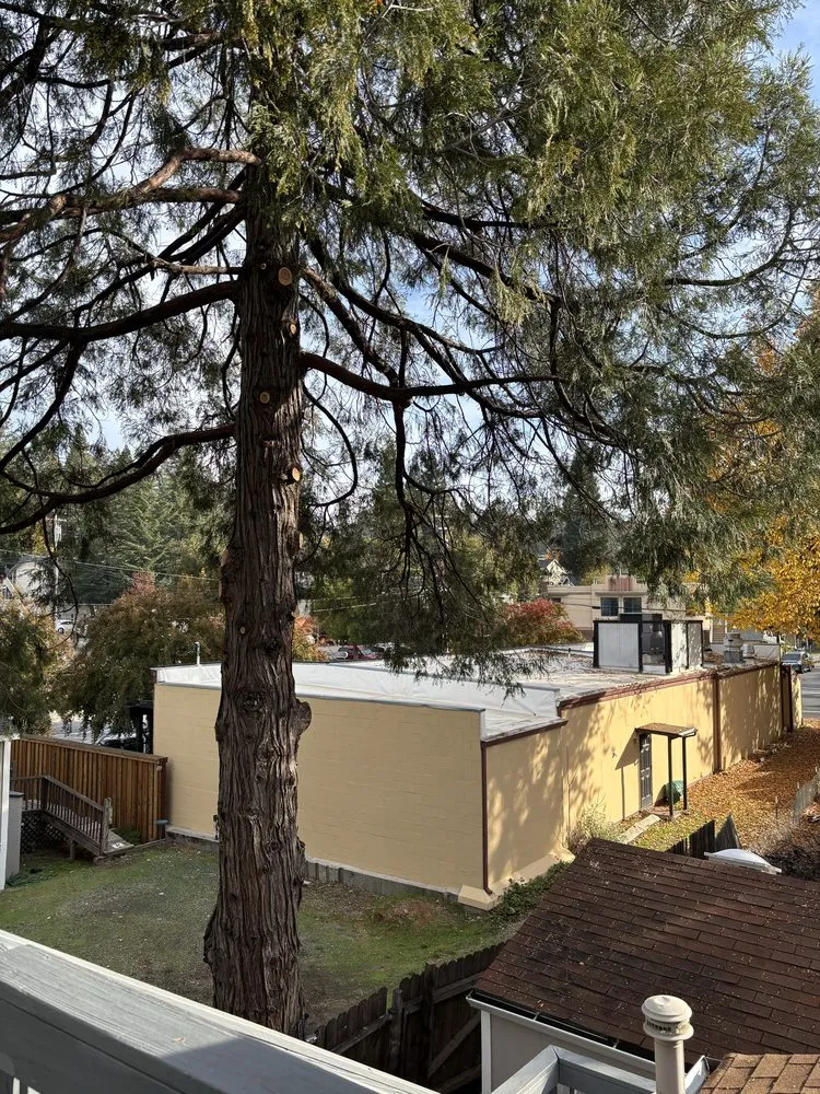 Expert landscape installation for outdoor upgrades across Grass Valley, CA - Emberseed Forestry