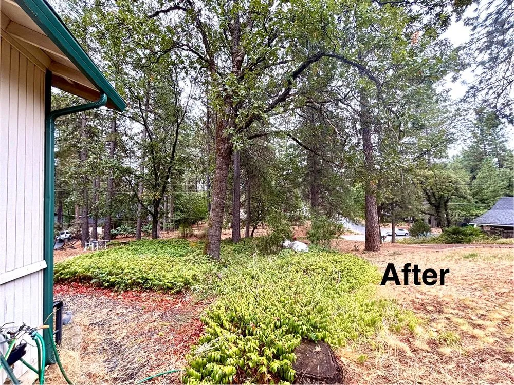 Top-rated yard cleanup service in Grass Valley, CA - Emberseed Forestry
