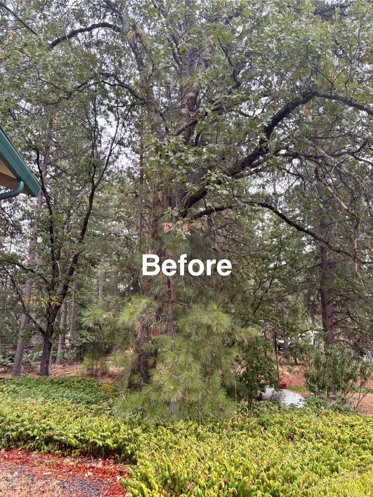 Expert landscape installation with custom design across Grass Valley, CA - Emberseed Forestry