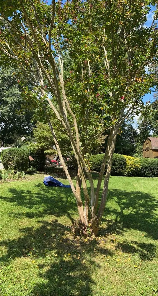 Expert lawn care service in Asheville, NC by EMD Services