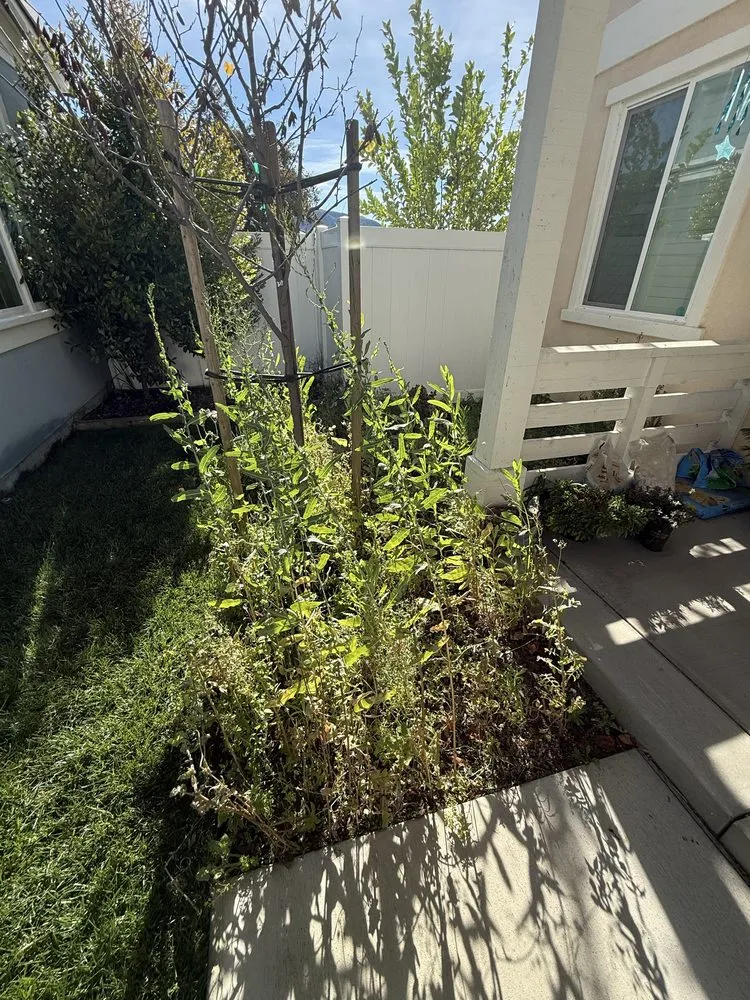 Local yard maintenance for homes in Moorpark, CA by EME Landscaping
