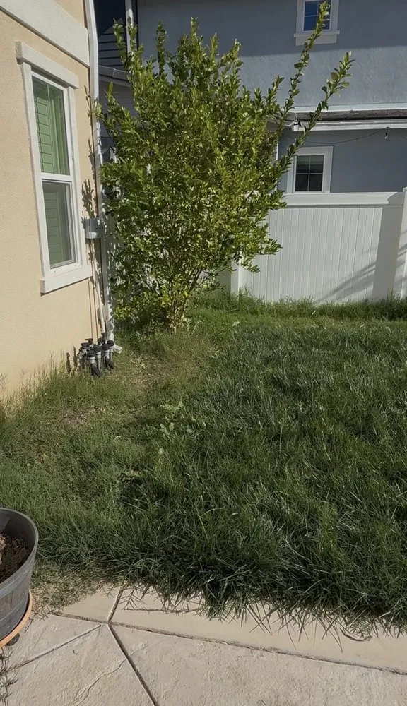 Local yard cleanup service experts serving Moorpark, CA - EME Landscaping