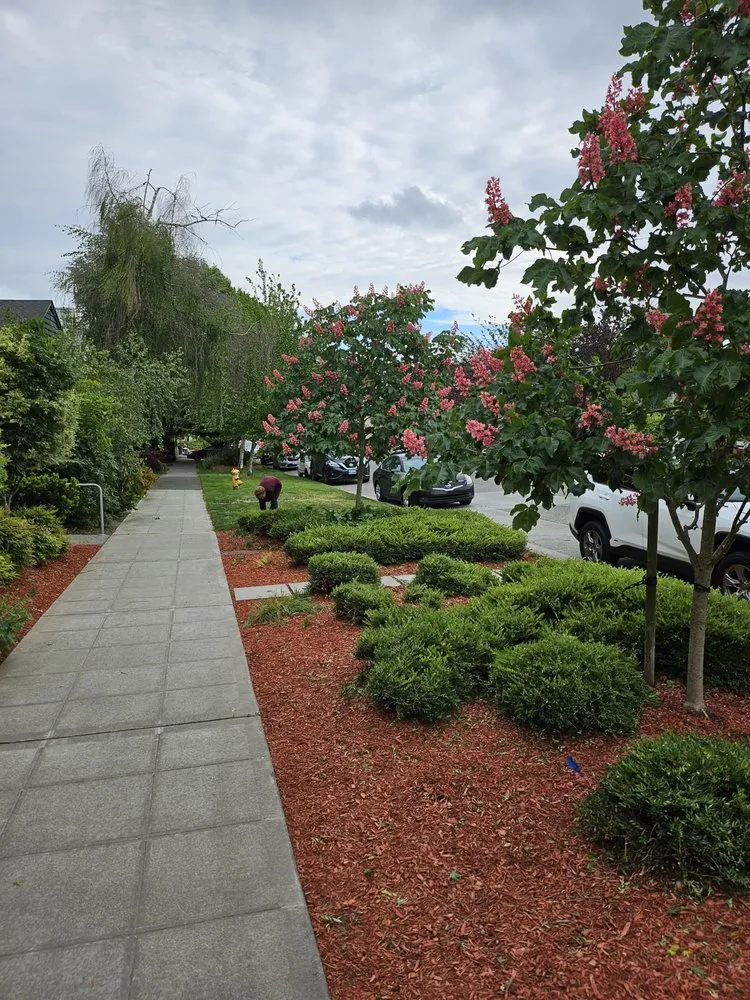 Top-rated yard cleanup service in Seattle, WA by Emerald City Lawn Care