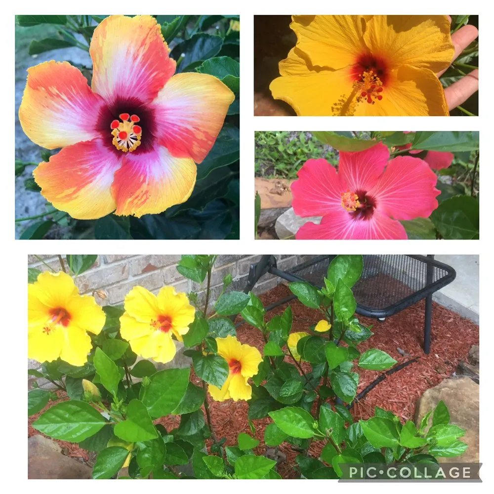 Professional yard cleanup service for outdoor upgrades across Navarre, FL - Emerald Coast Super Scapers