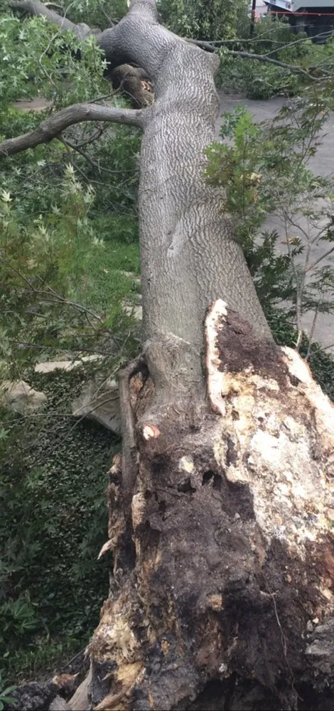 Affordable outdoor landscaping with custom design across Valparaiso, FL - Emerald Coast Tree & Lawn