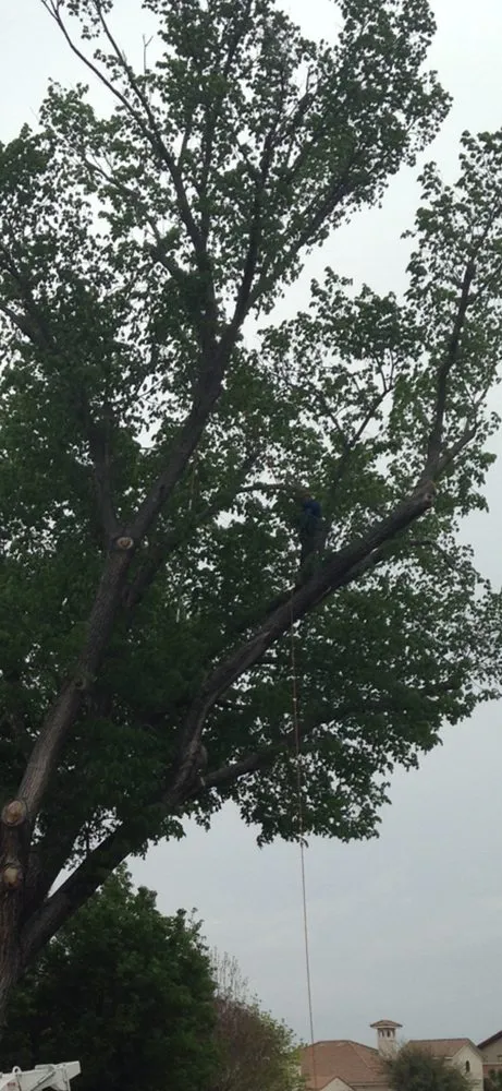 Top-rated residential landscaping for year-round maintenance across Valparaiso, FL - Emerald Coast Tree & Lawn