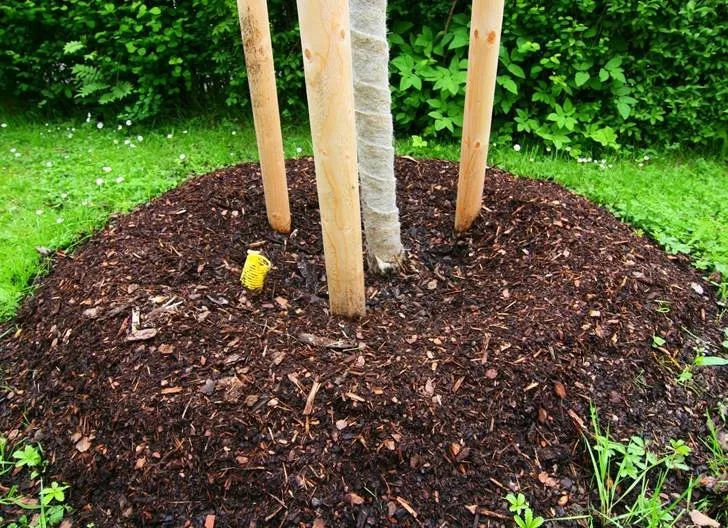 Custom landscaping services for beautiful yards across Cedar Hill, TX - Emerald Cut Lawn & Landscape