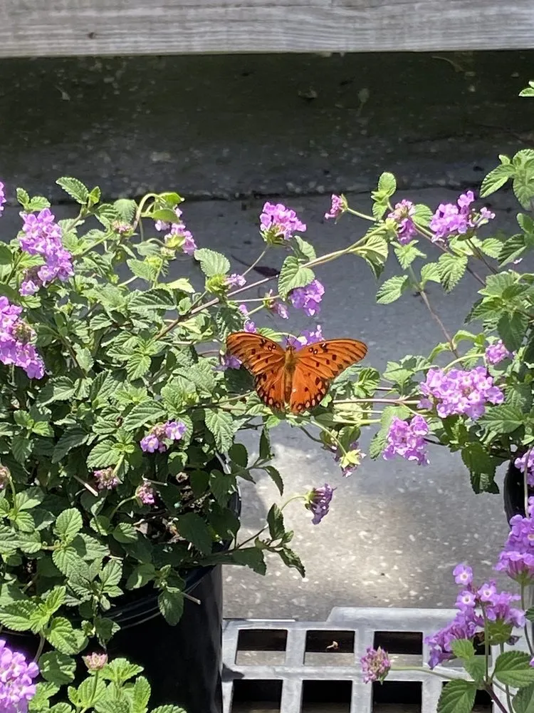 Reliable lawn mowing service for outdoor upgrades in Cocoa, FL by Emerald Island Garden Center