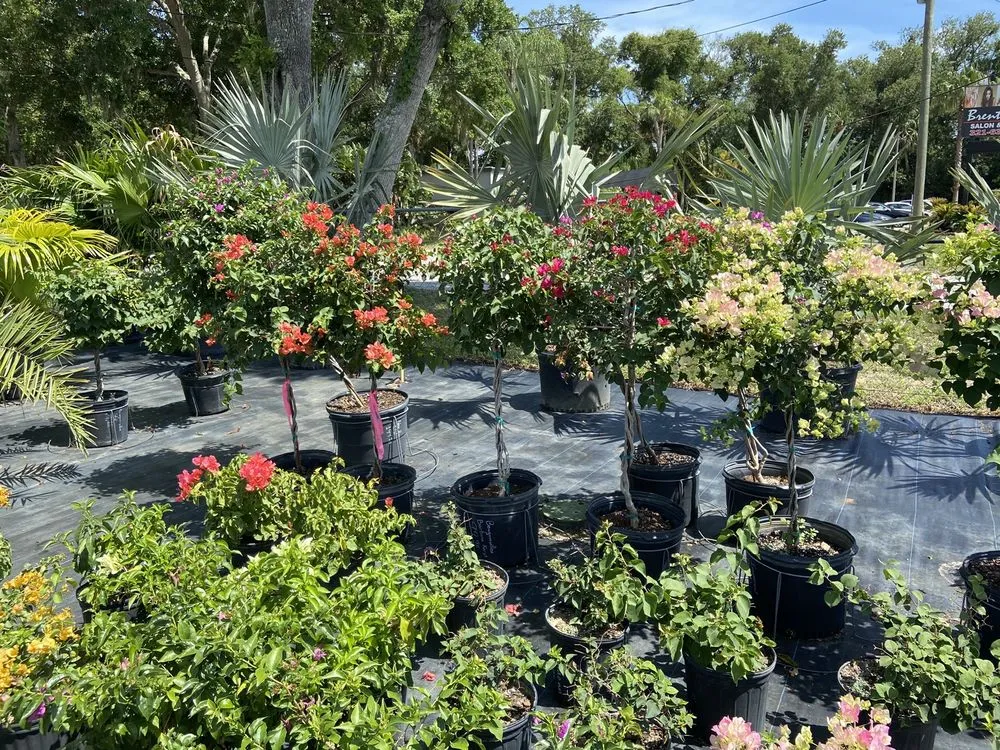 Trusted yard maintenance in Cocoa, FL - Emerald Island Garden Center
