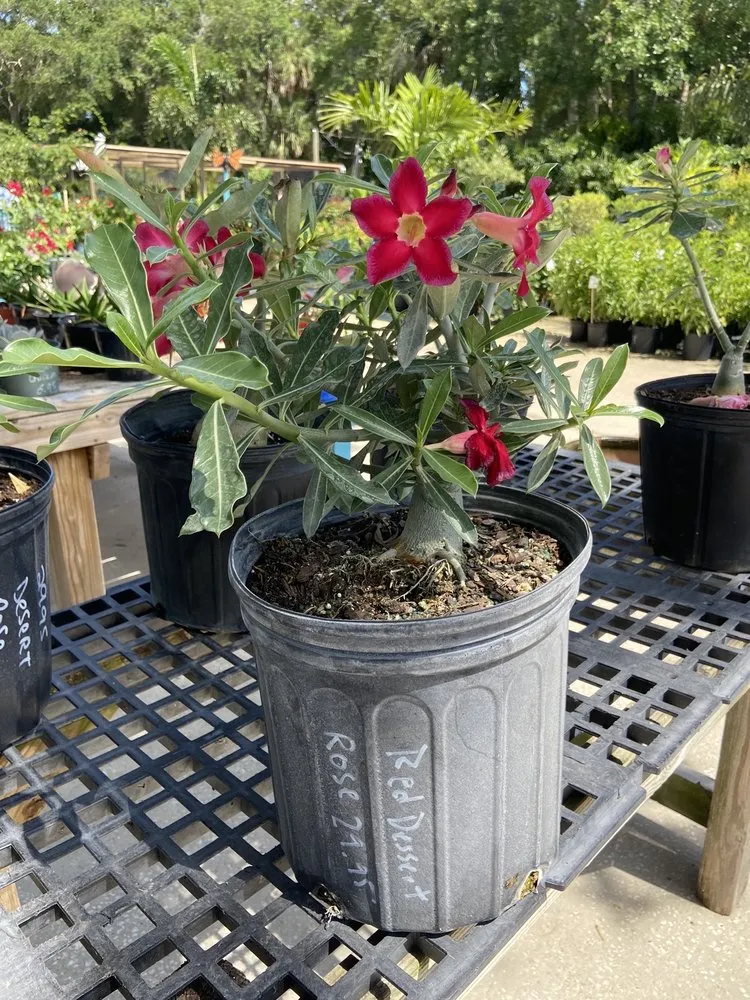 Reliable landscape installation in Cocoa, FL - Emerald Island Garden Center