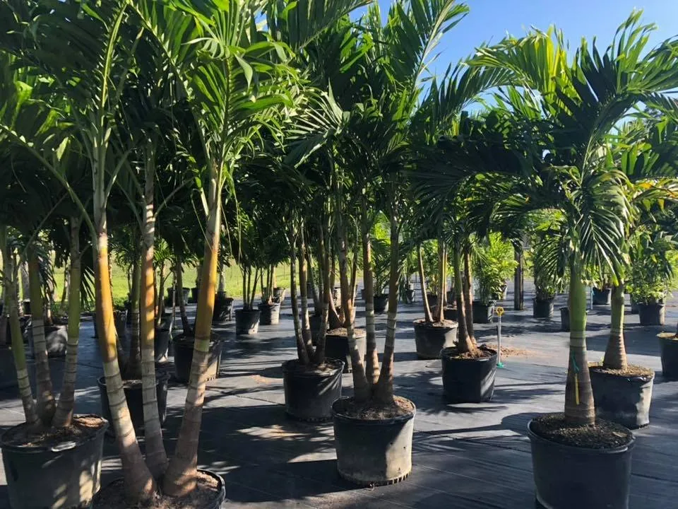 Professional yard cleanup service for residential properties across Cocoa, FL - Emerald Island Garden Center