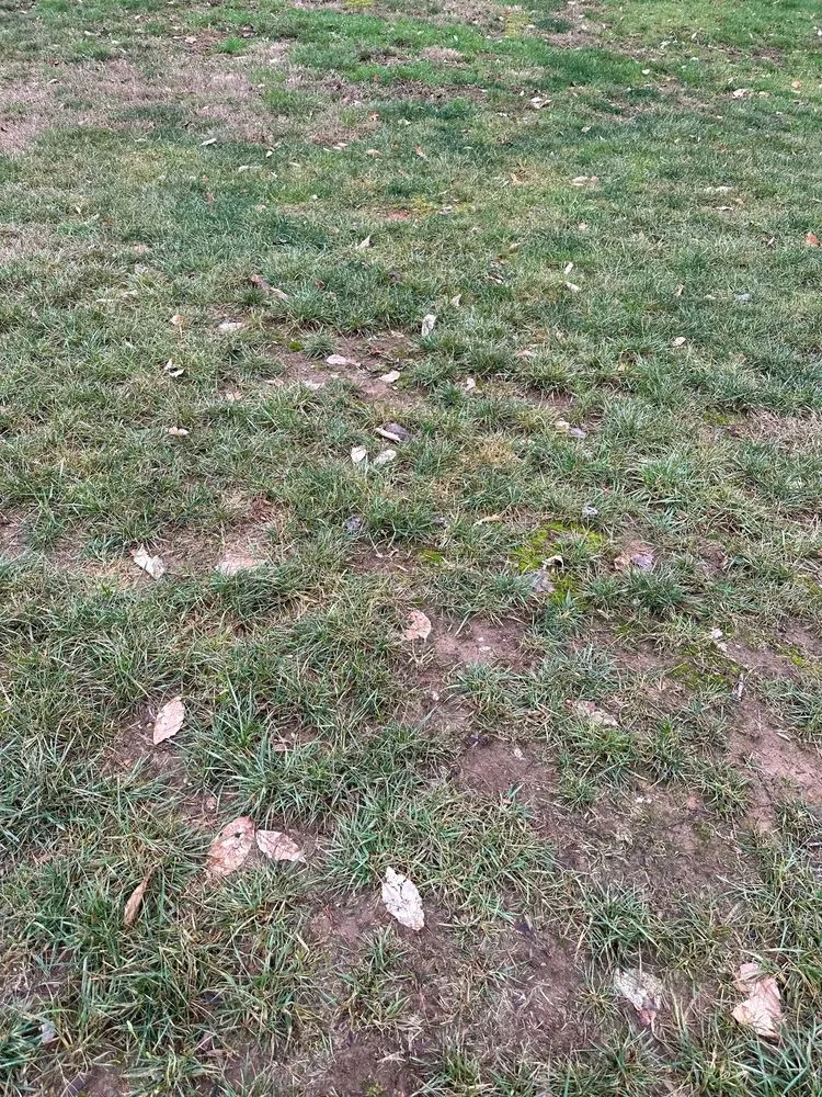 Trusted lawn care service in Knoxville, TN by Emerald Island Lawn Services