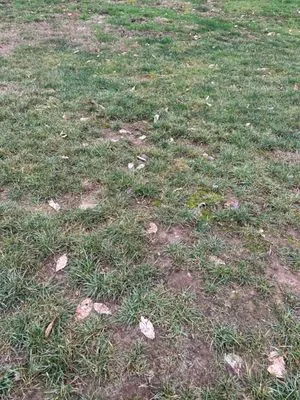 Emerald Island Lawn Services Logo